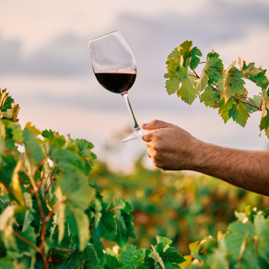 Vini del Cile