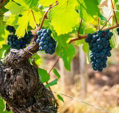 Amarone della Valpolicella