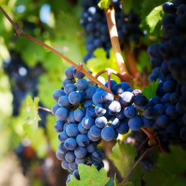 Vini di Spagna